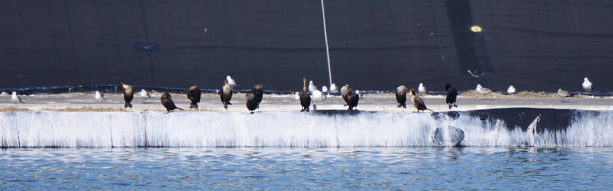 Double-crested Cormorant - ML646800989