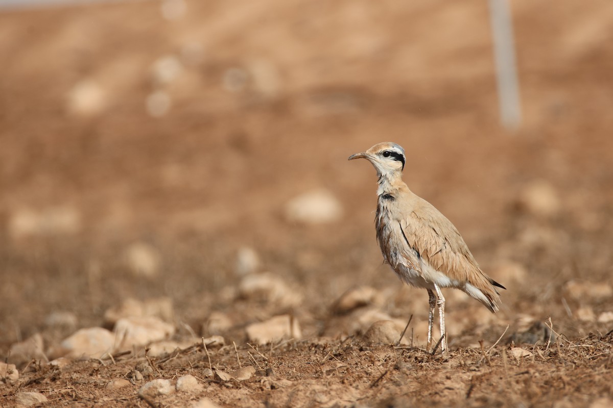 Бігунець пустельний - ML646800990