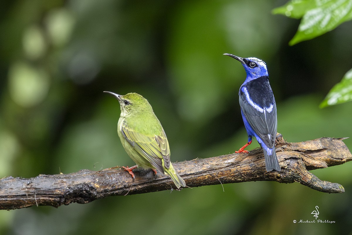 Red-legged Honeycreeper - ML646800992
