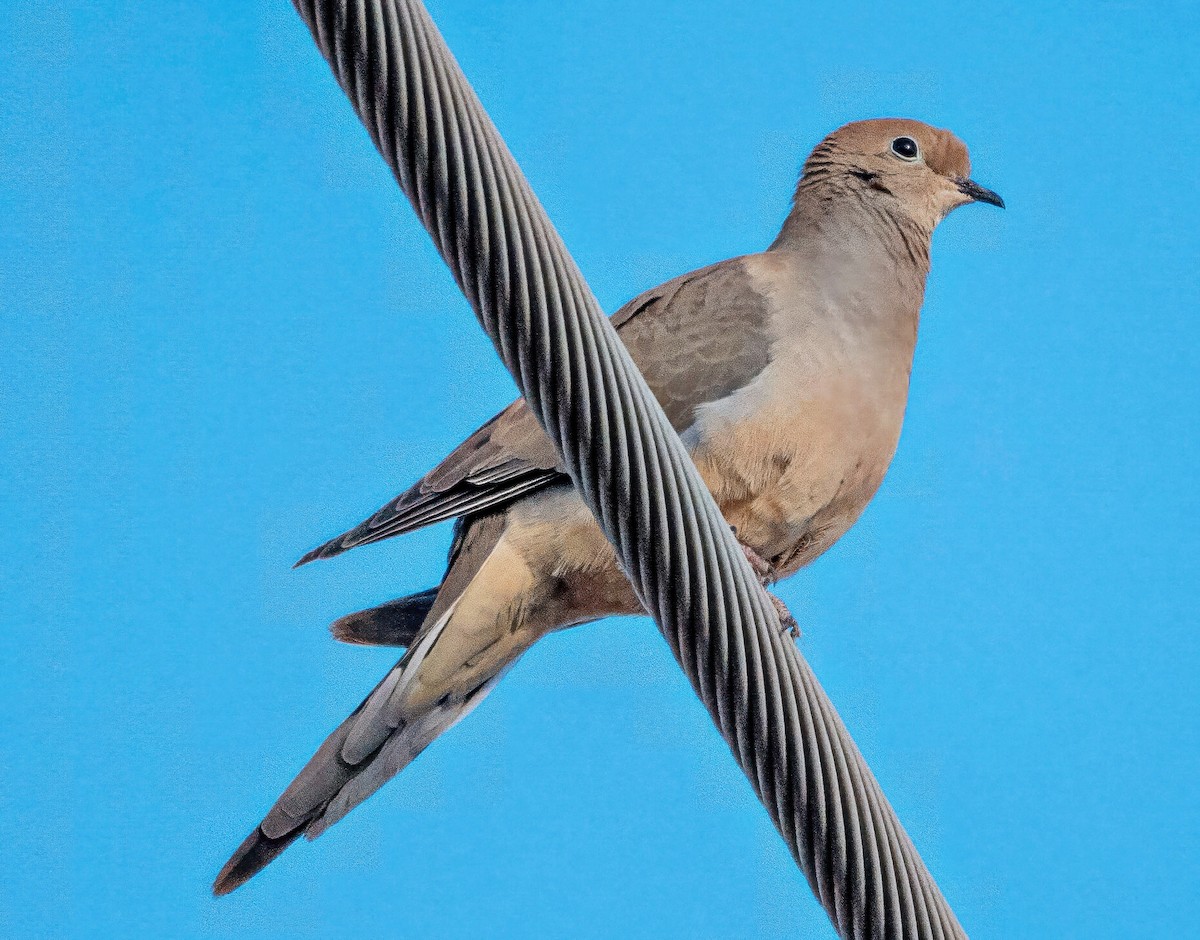 Mourning Dove - ML646800993