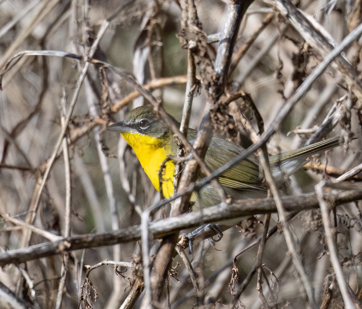 Ictérie polyglotte - ML646800994