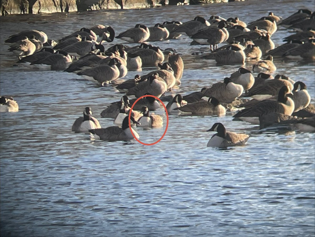 Cackling/Canada Goose - ML646800995