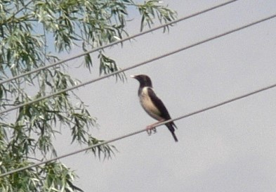 špaček růžový - ML646800996