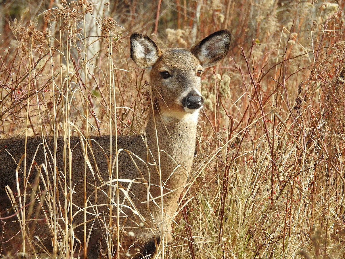 Hayvanlar - ML646800997