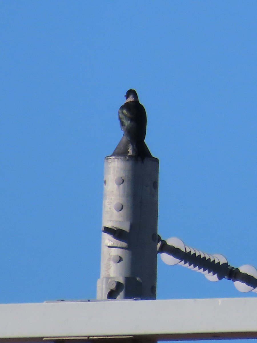 Краснолицый дятел - ML646800998