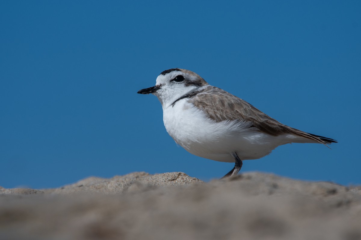Snowy Plover - ML646801000