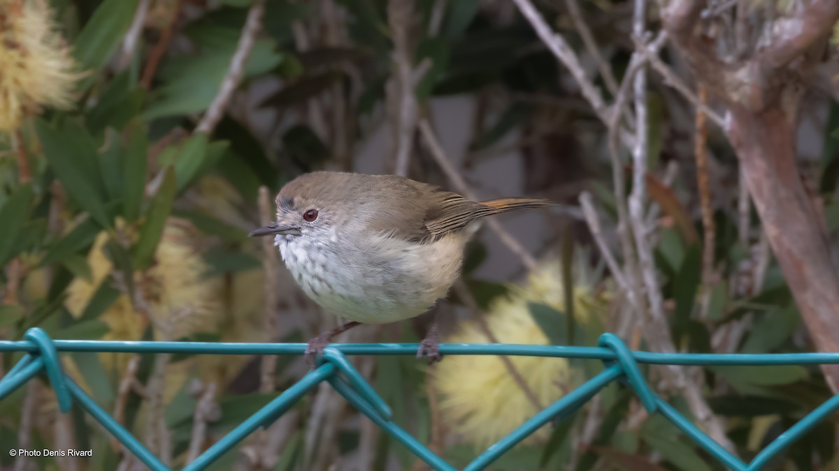 Brown Thornbill - ML646801002