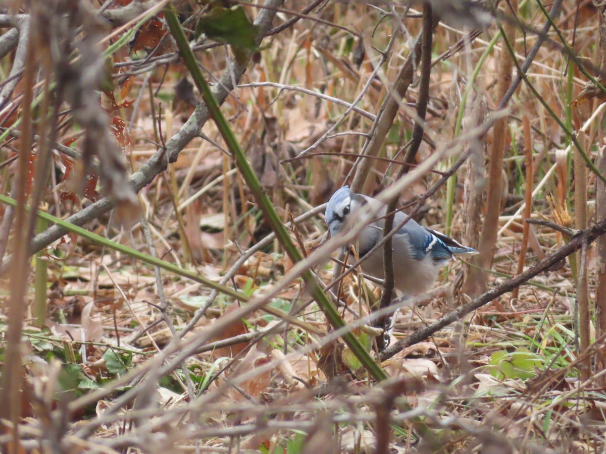 Blue Jay - ML646801003