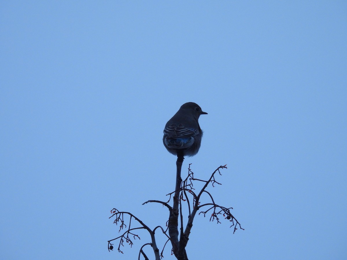Mountain Bluebird - ML646801004