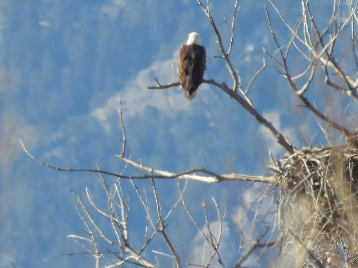 Bald Eagle - ML646801005