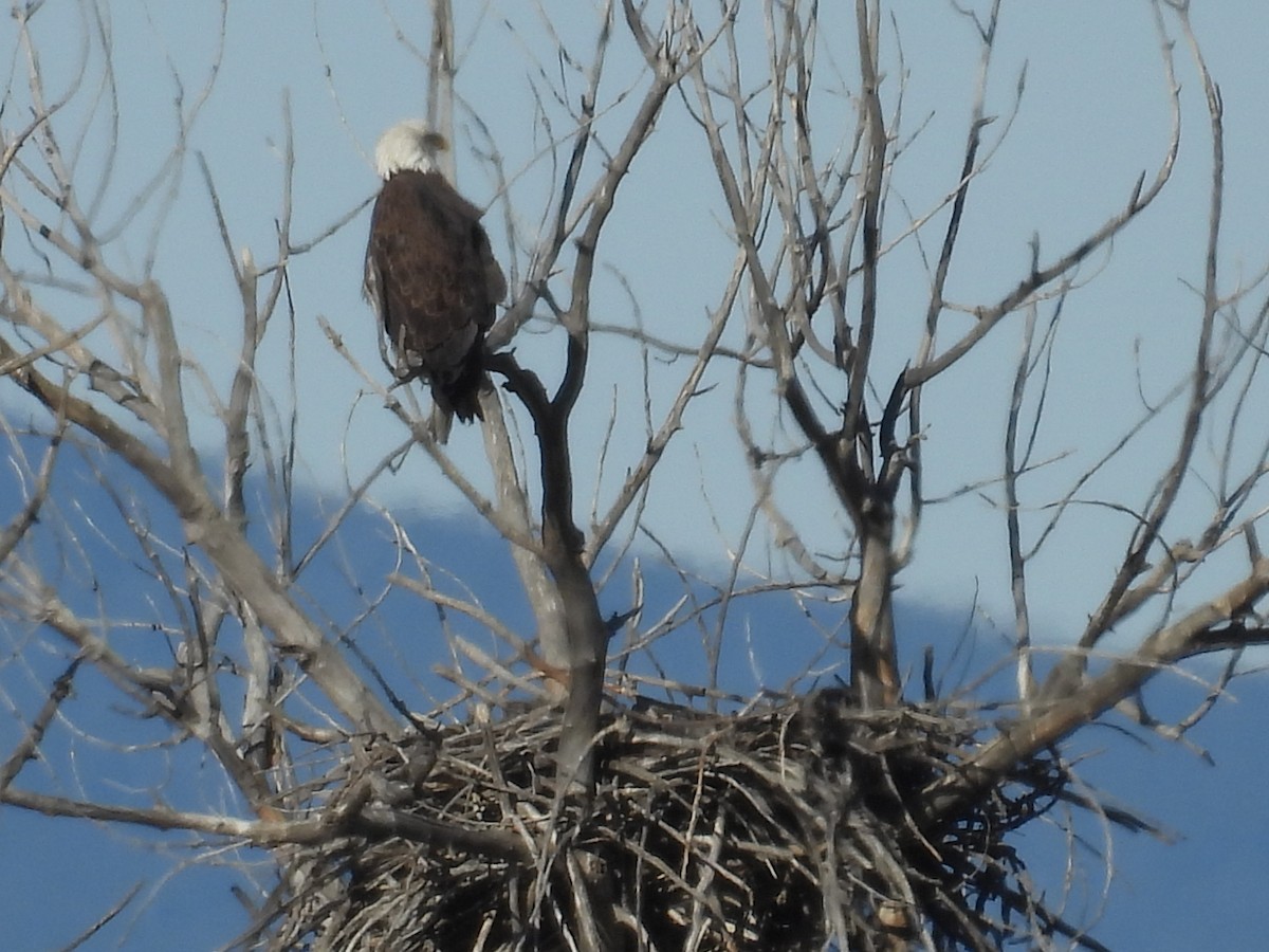 Bald Eagle - ML646801006