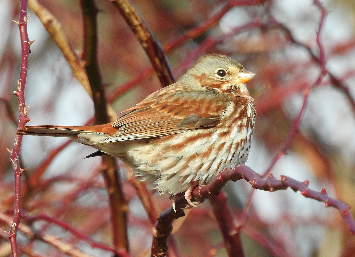 Fox Sparrow - ML646801007