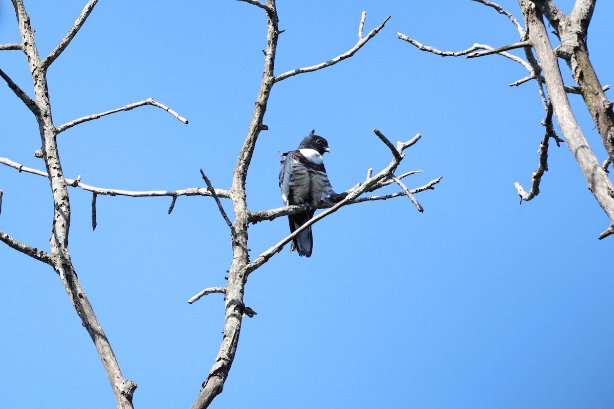 Black Baza - ML646801008