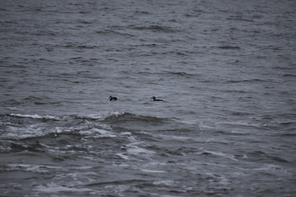 Long-tailed Duck - ML646801009
