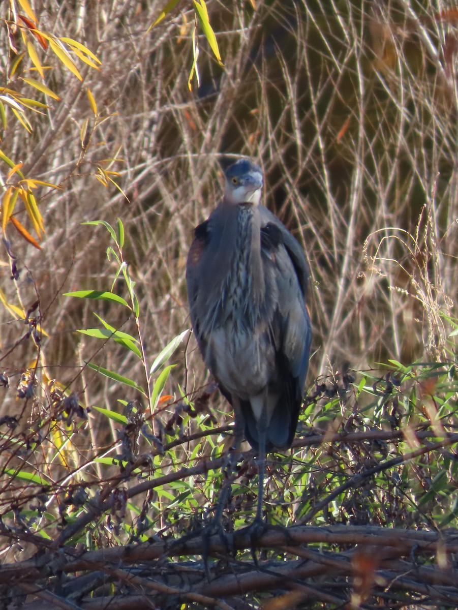 Great Blue Heron - ML646801010