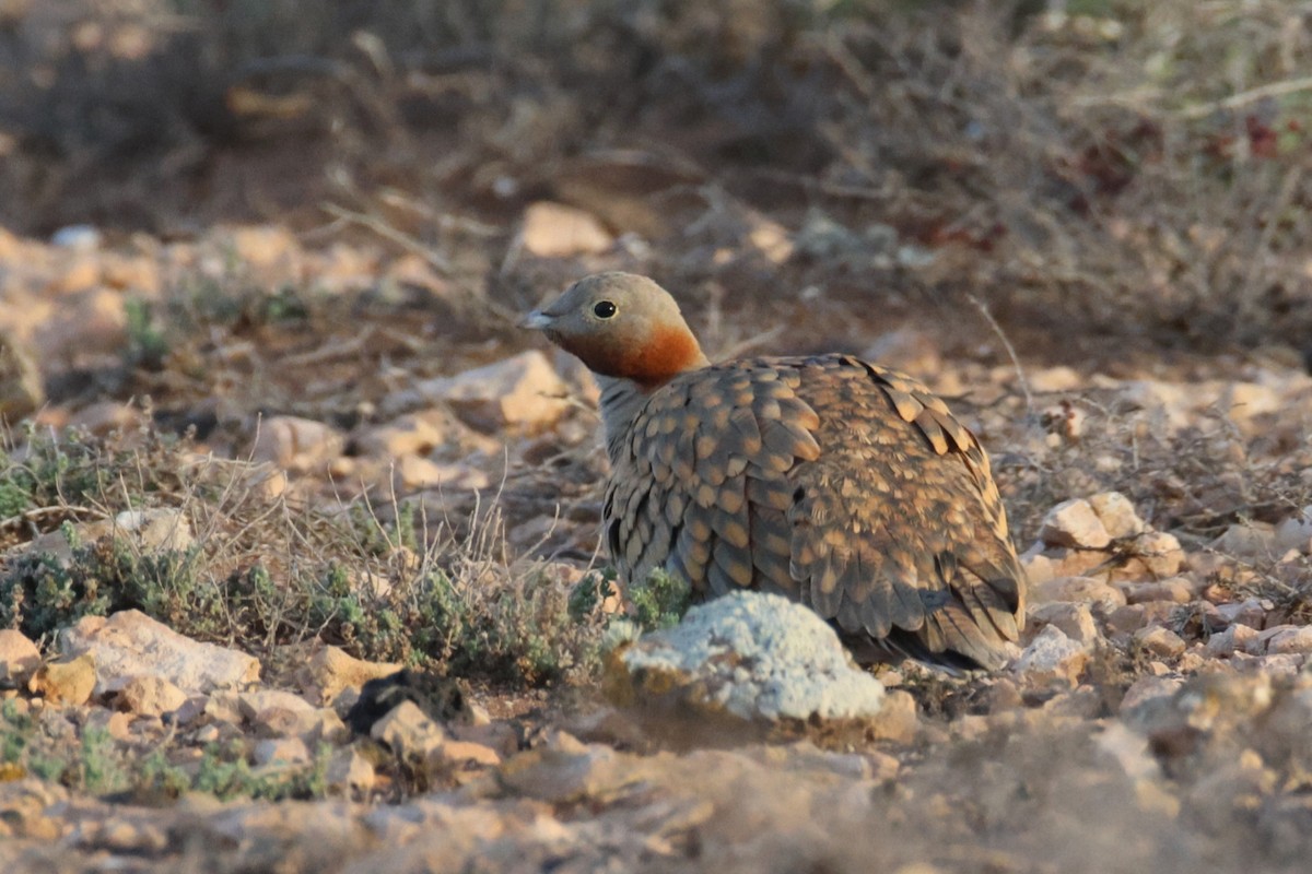 Рябок чорночеревий - ML646801011