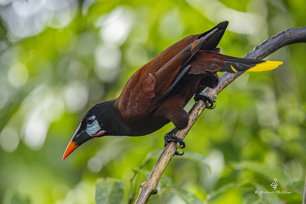 Montezuma Oropendola - ML646801012