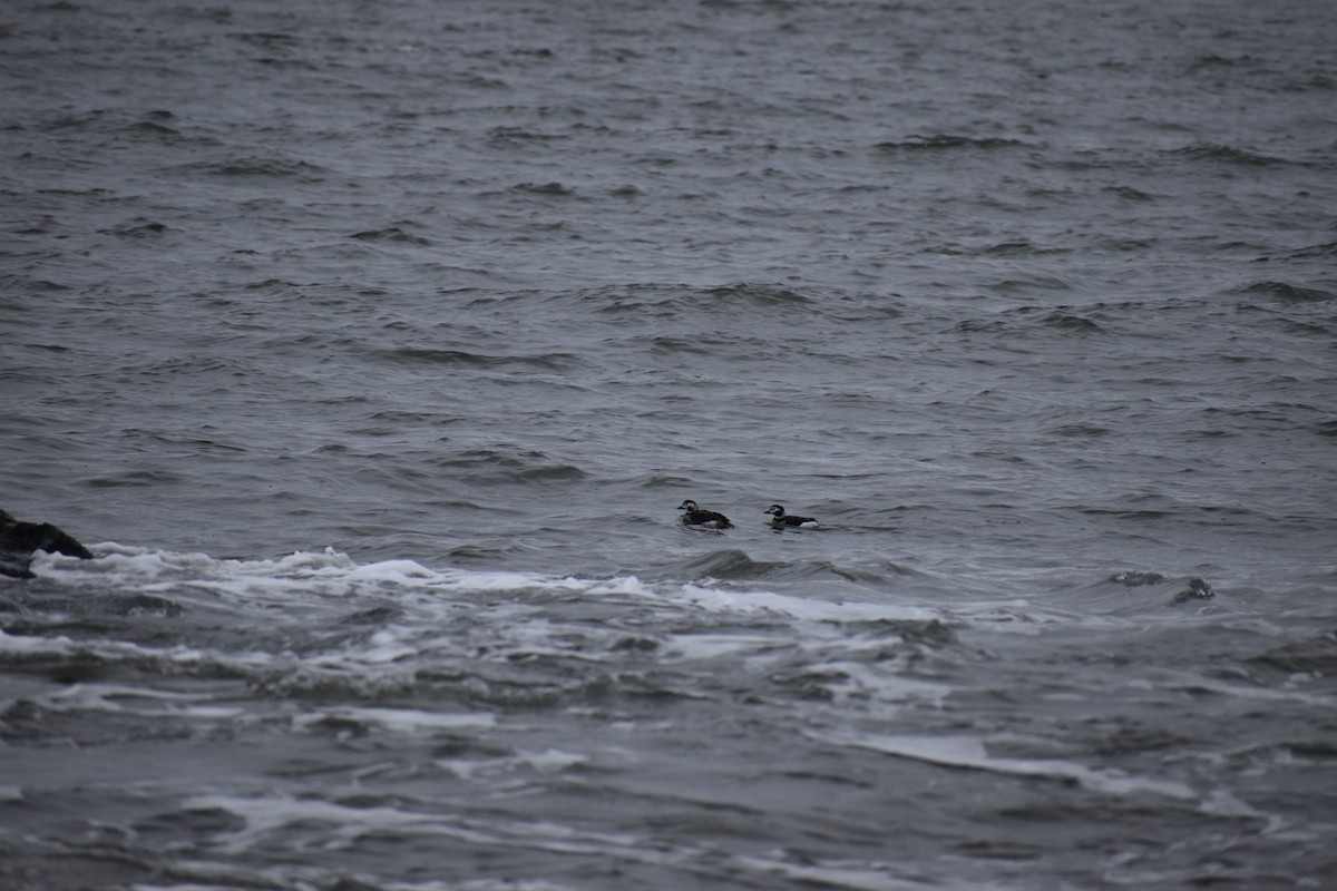 Long-tailed Duck - ML646801013