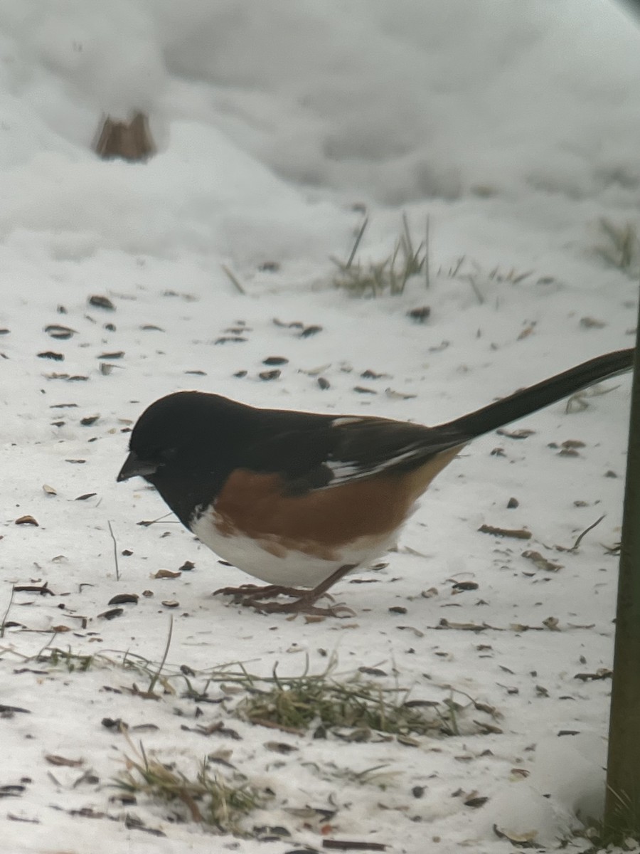 Красноглазый тохи - ML646801014