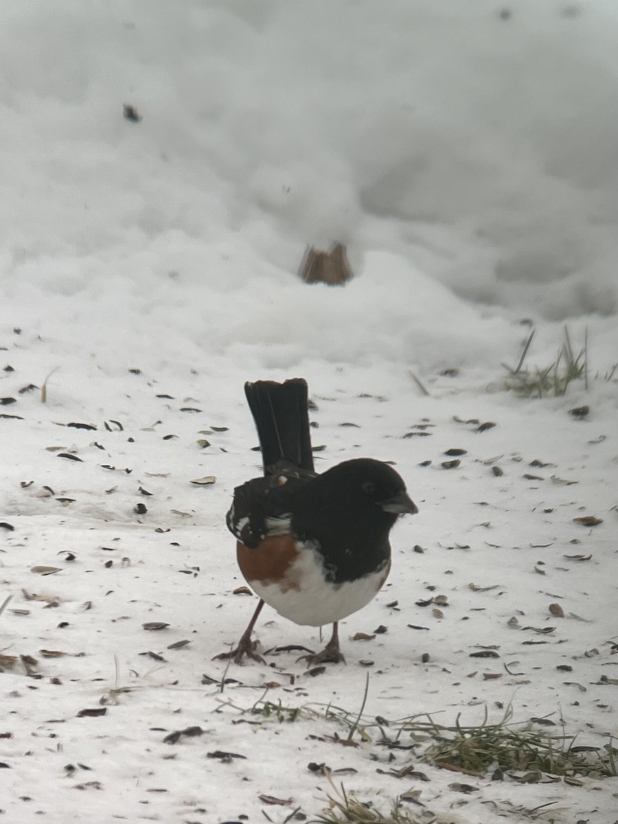 Красноглазый тохи - ML646801015