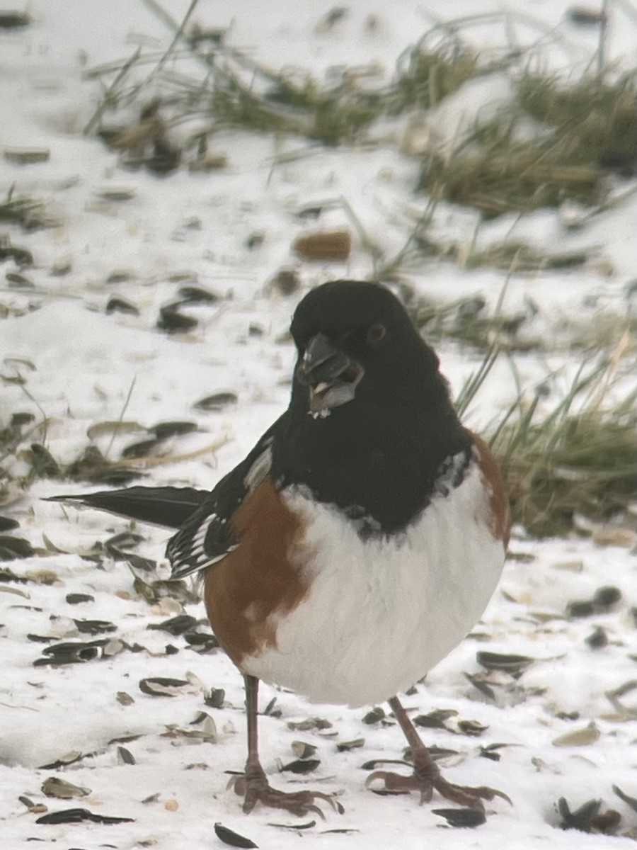 Красноглазый тохи - ML646801016