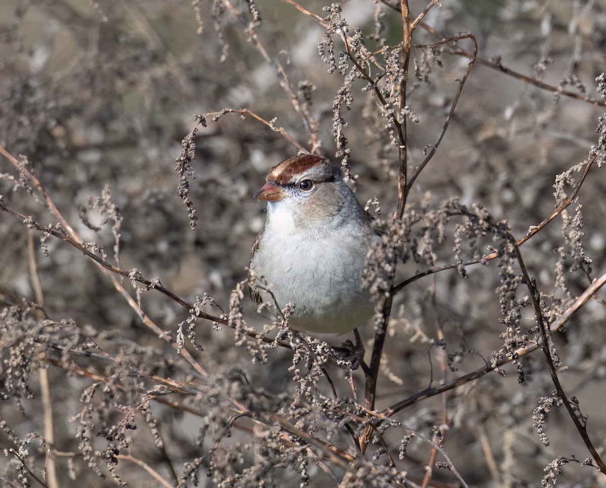 White-crowned Sparrow - ML646801017
