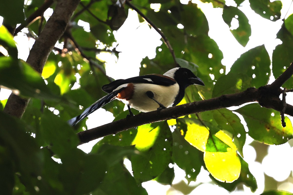 White-bellied Treepie - ML646801018