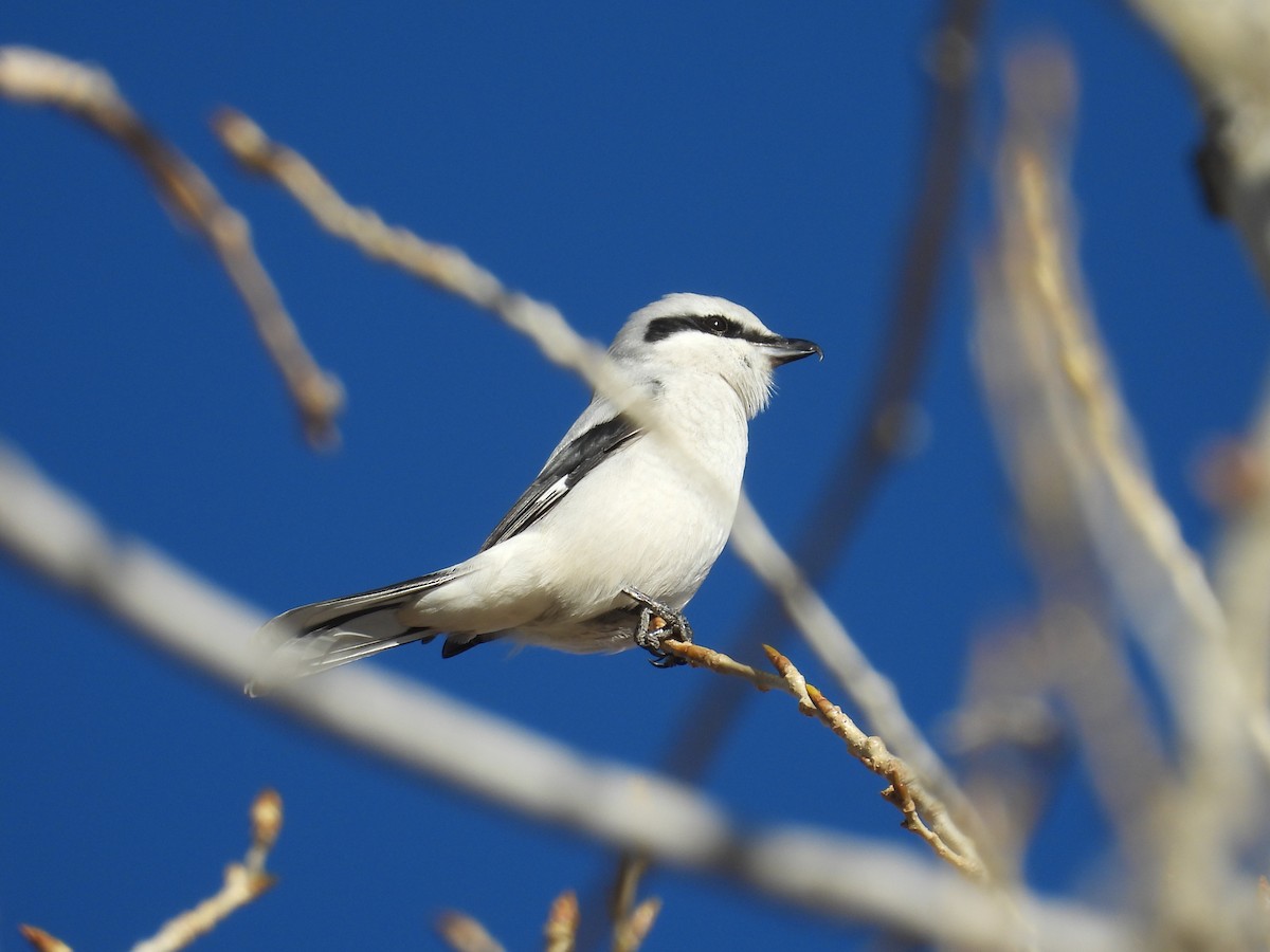 Northern Shrike - ML646801019