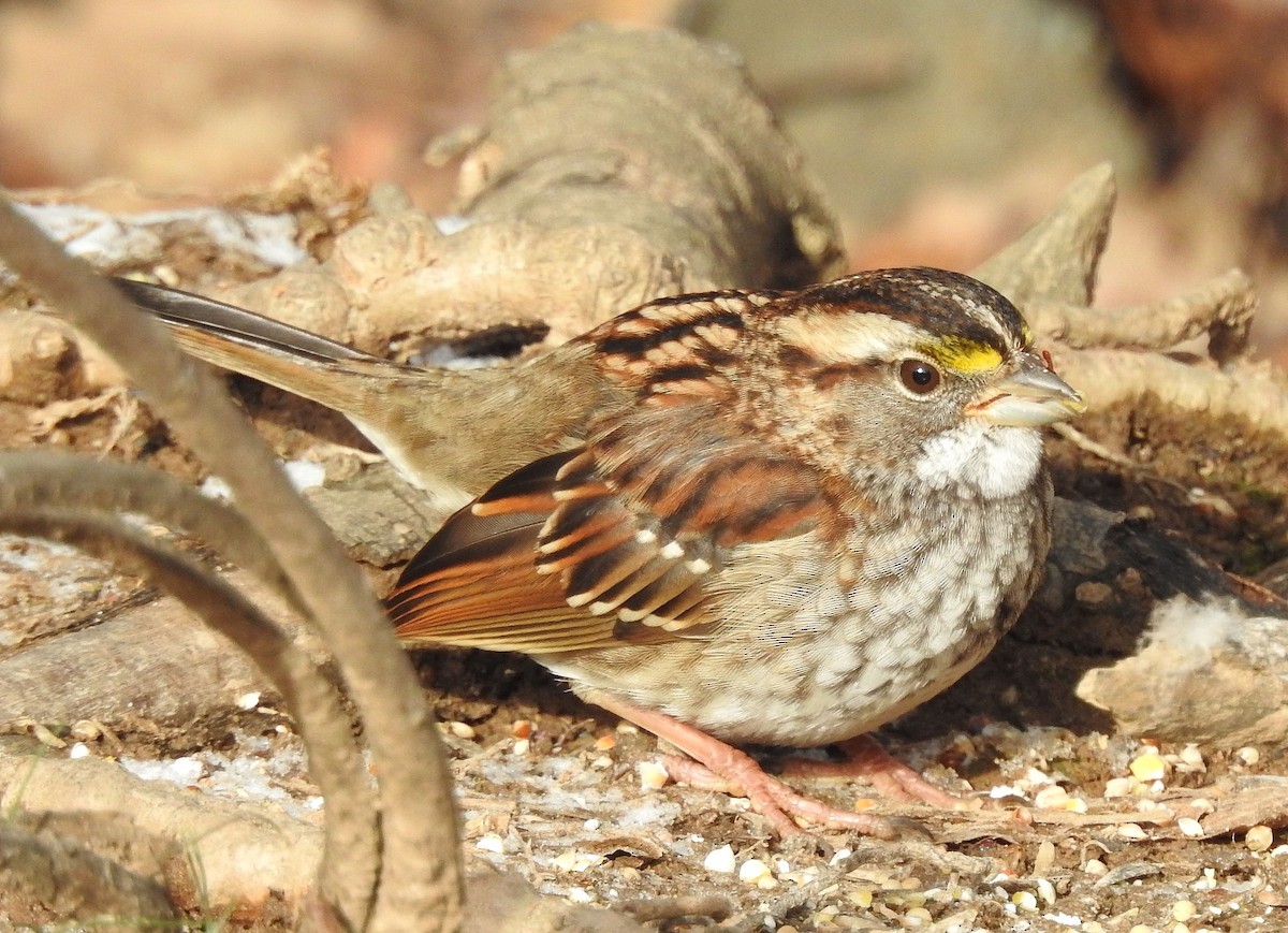 White-throated Sparrow - ML646801020