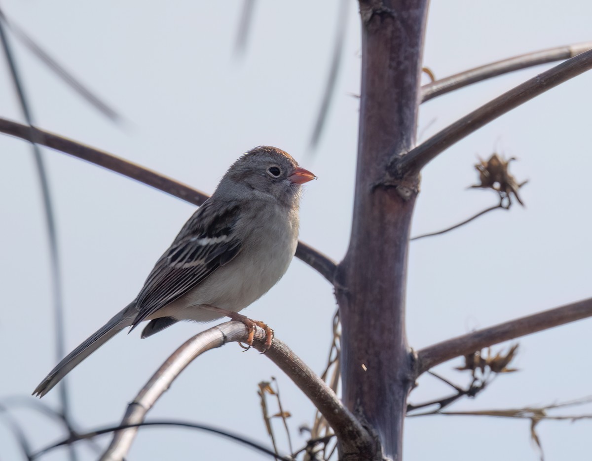 Field Sparrow - ML646801021