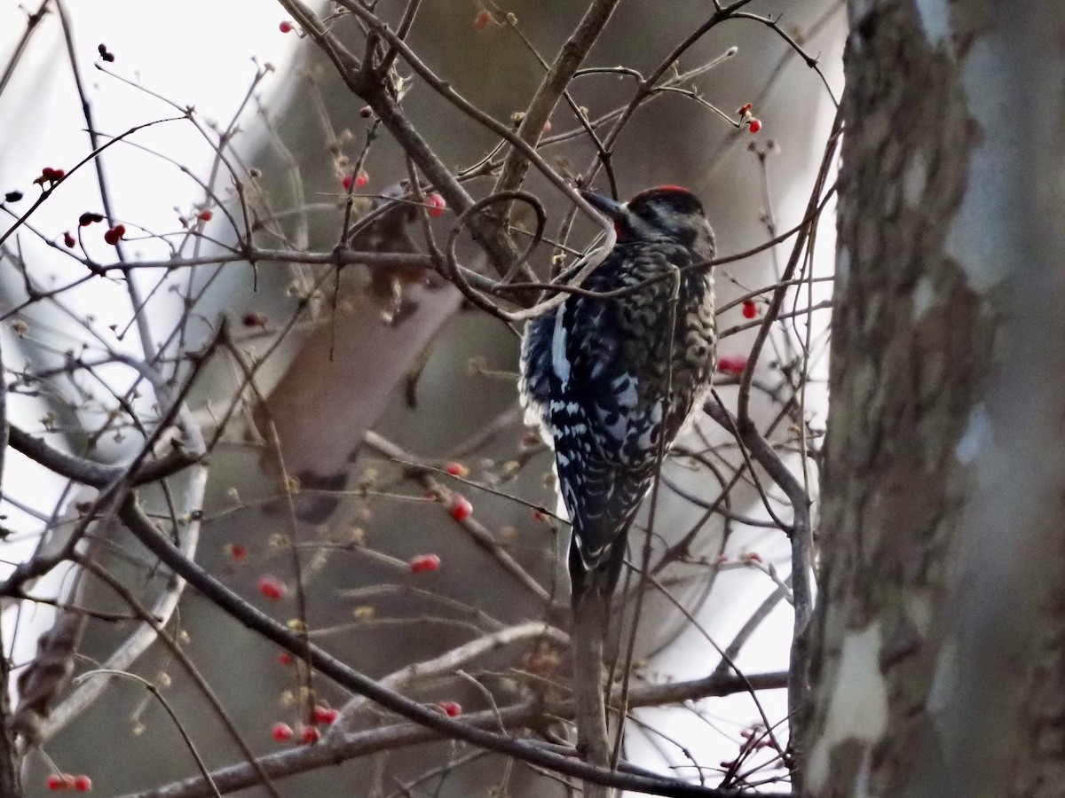 Yellow-bellied Sapsucker - ML646801022