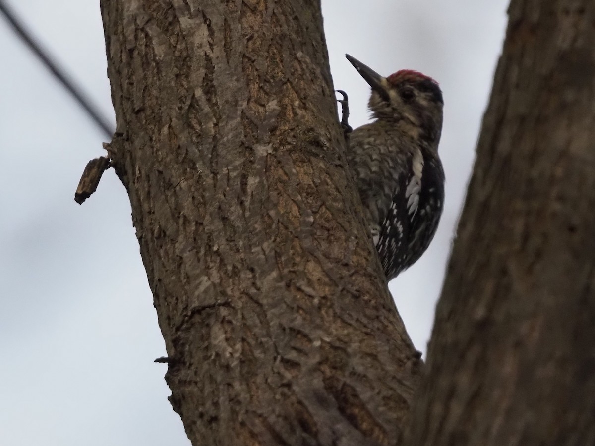 Yellow-bellied Sapsucker - ML646801023