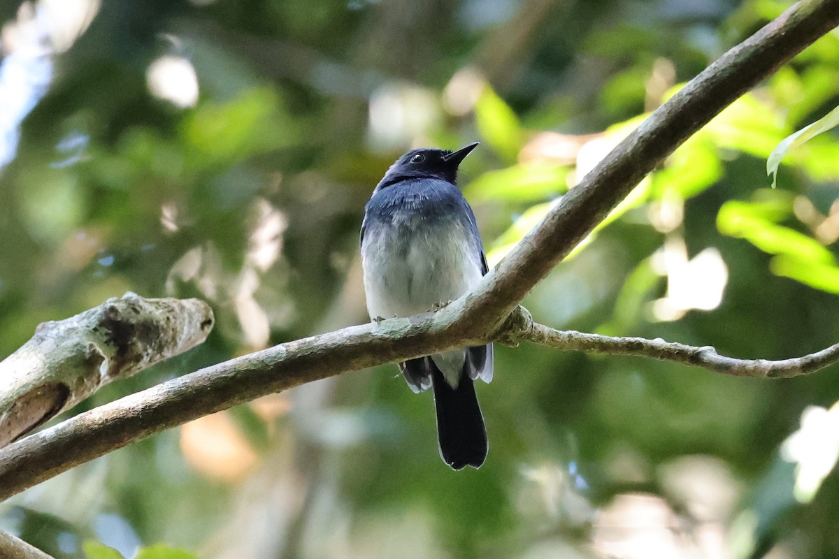 White-bellied Blue Flycatcher - ML646801024