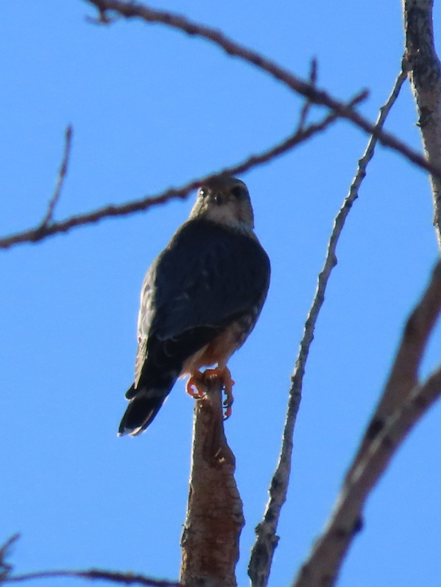 Дербник - ML646801025