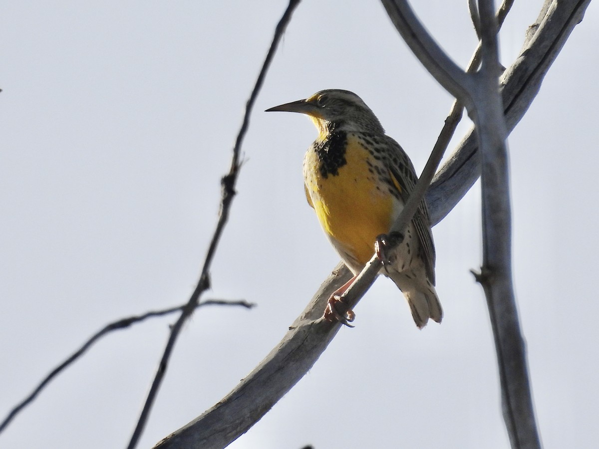 Western Meadowlark - ML646801031