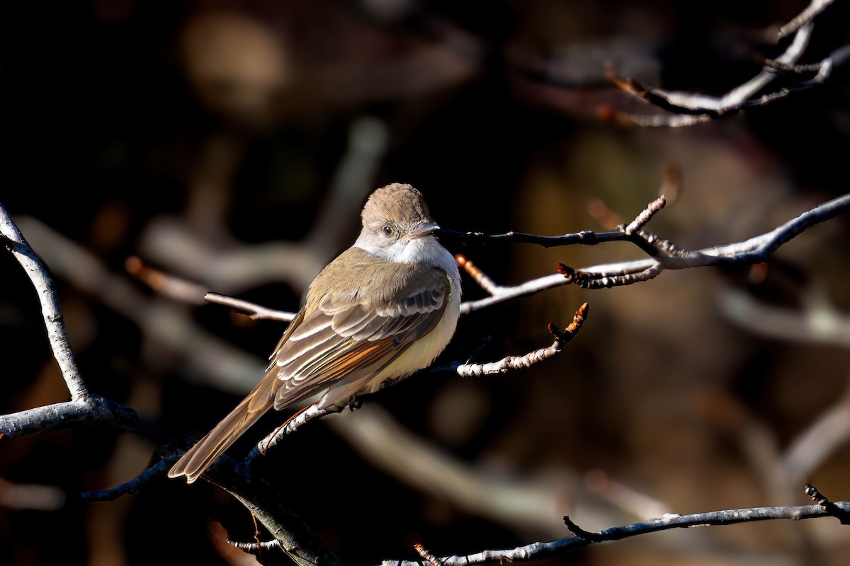 Ash-throated Flycatcher - ML646801032