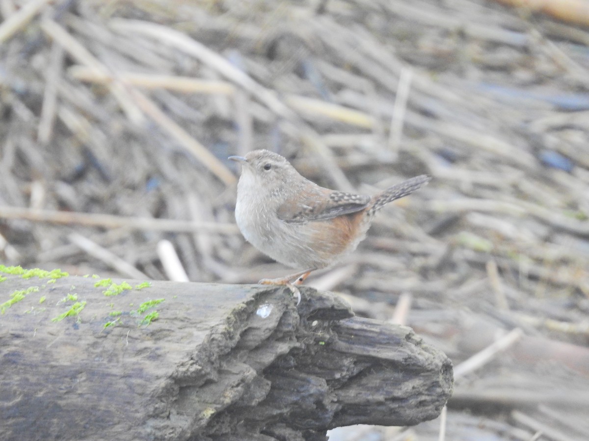 Sumpfzaunkönig - ML646801034