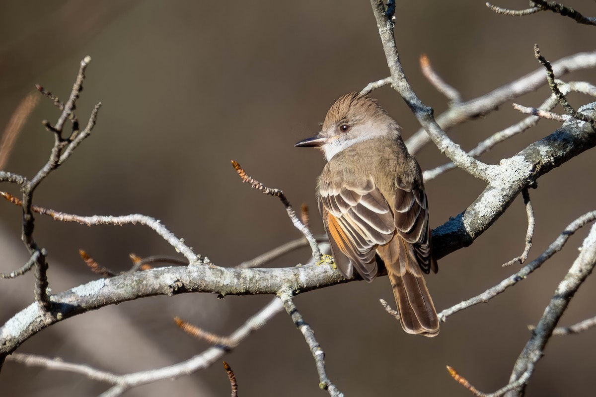 Ash-throated Flycatcher - ML646801035