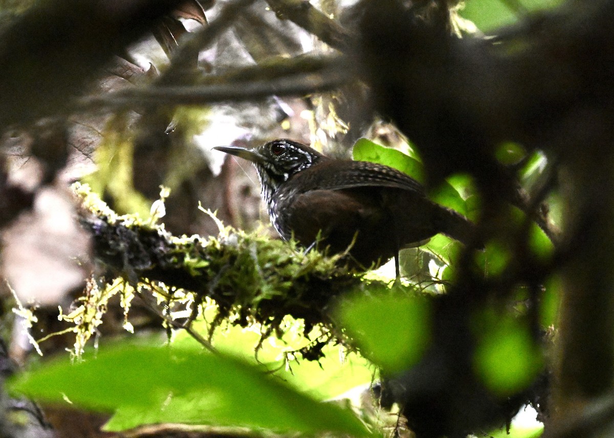 Stripe-breasted Wren - ML646801036