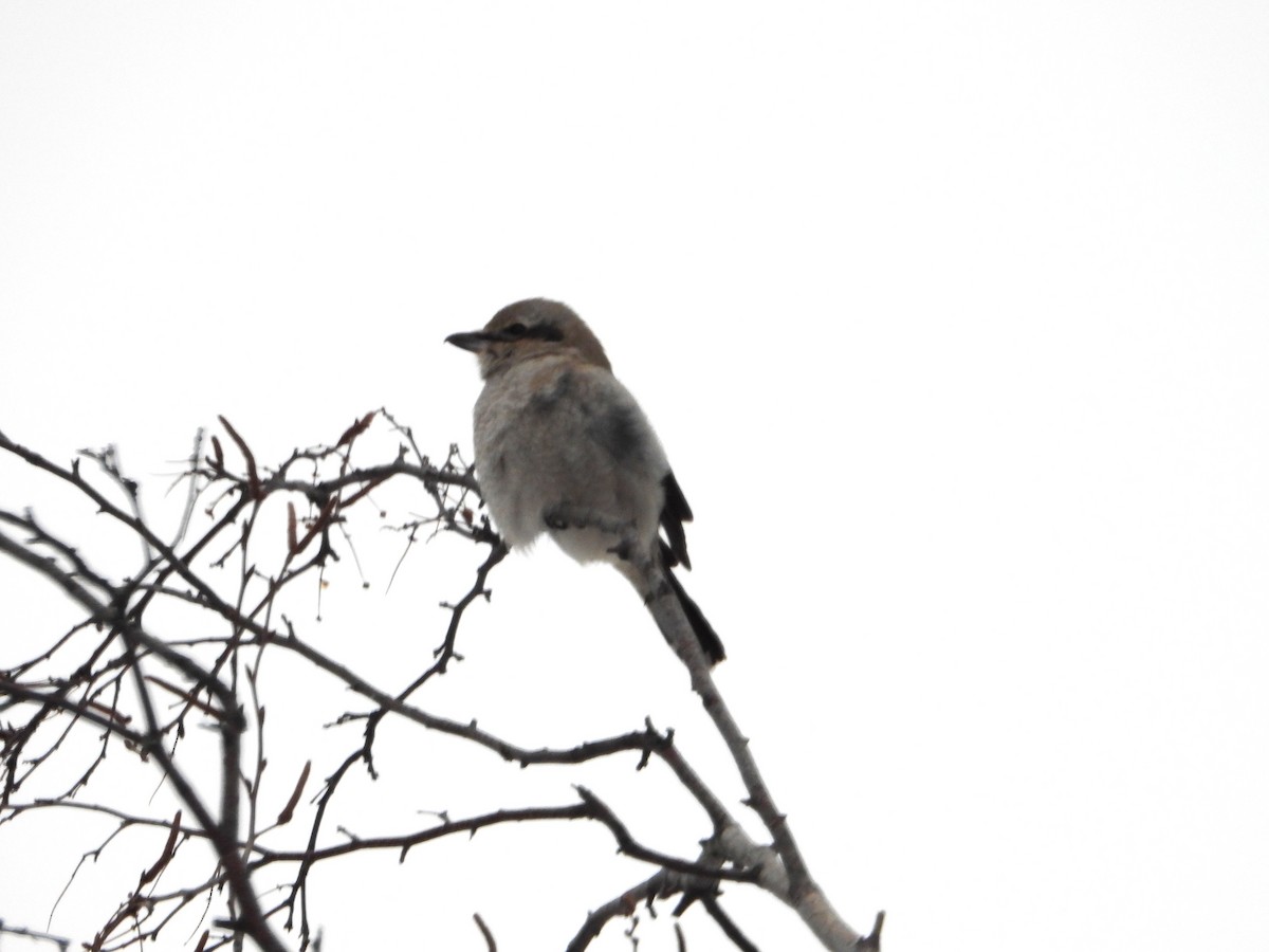 Northern Shrike - ML646801039