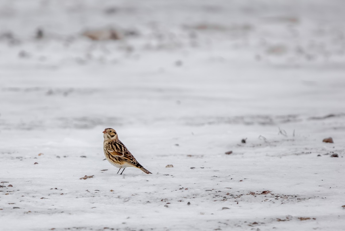 Подорожник лапландський - ML646801040