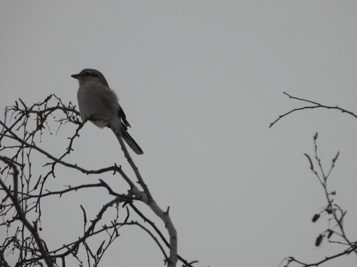 Northern Shrike - ML646801041