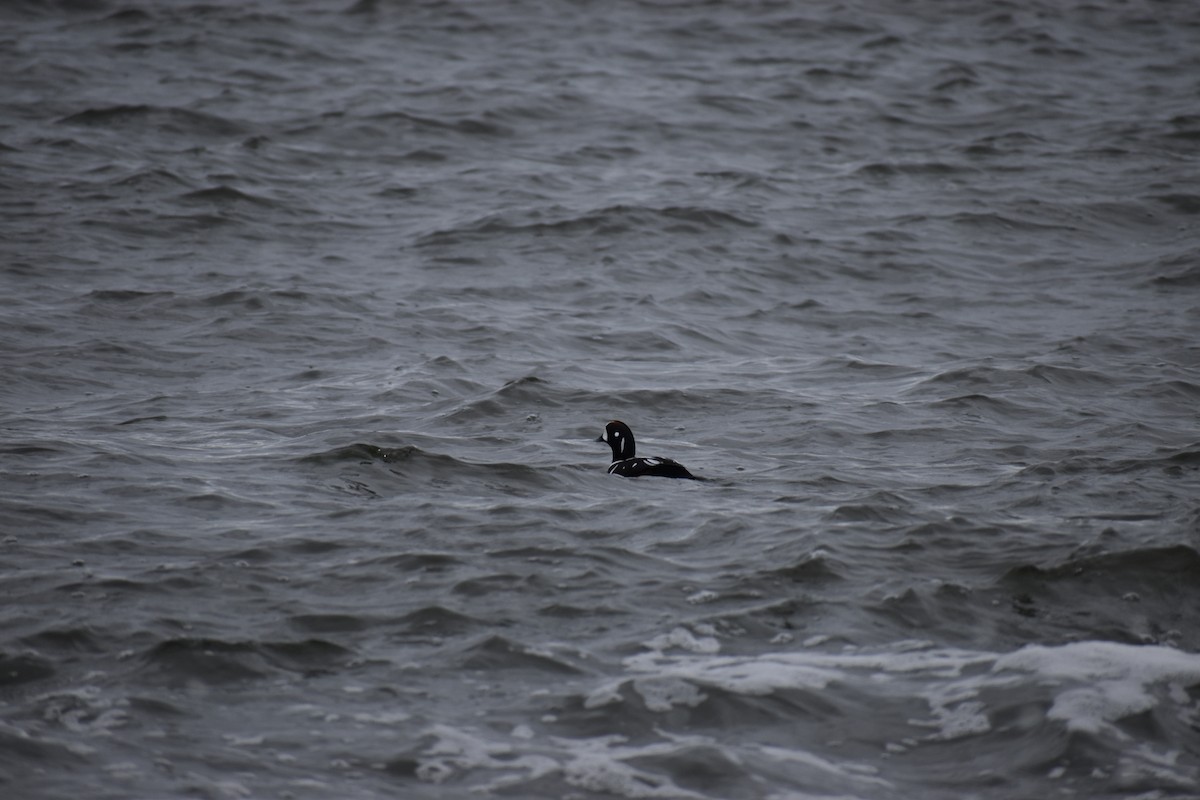 Ahate arlekina - ML646801043