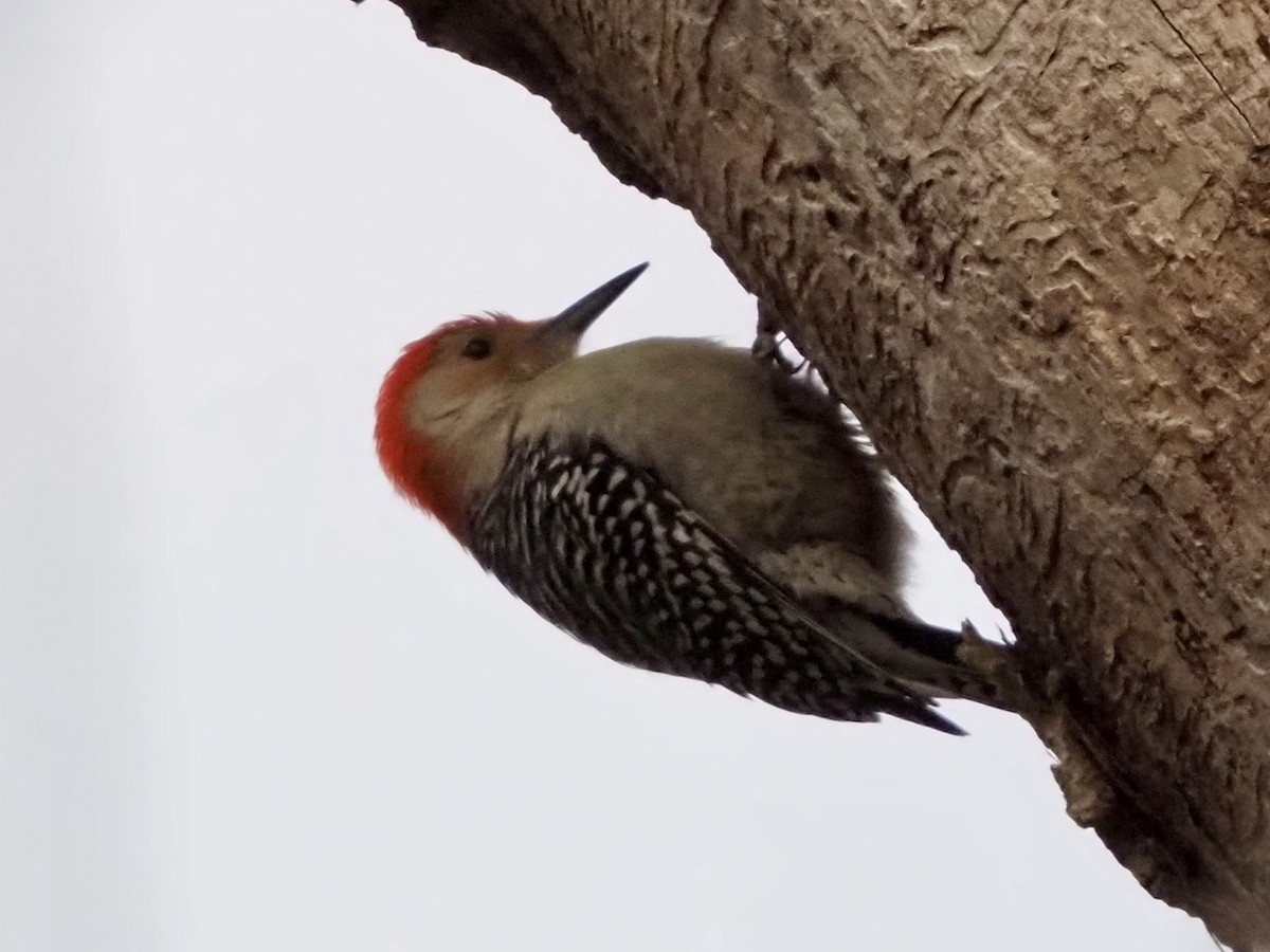 Red-bellied Woodpecker - ML646801046