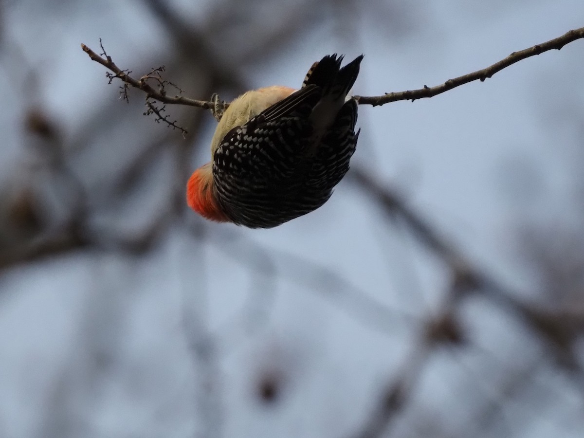 Red-bellied Woodpecker - ML646801047