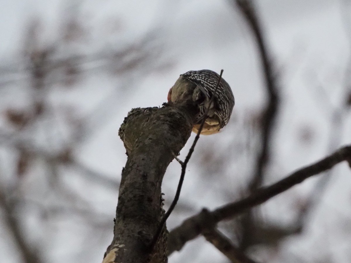Red-bellied Woodpecker - ML646801048