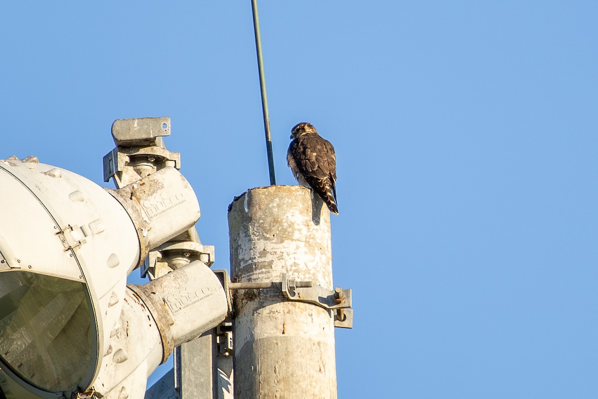 コチョウゲンボウ - ML646801049