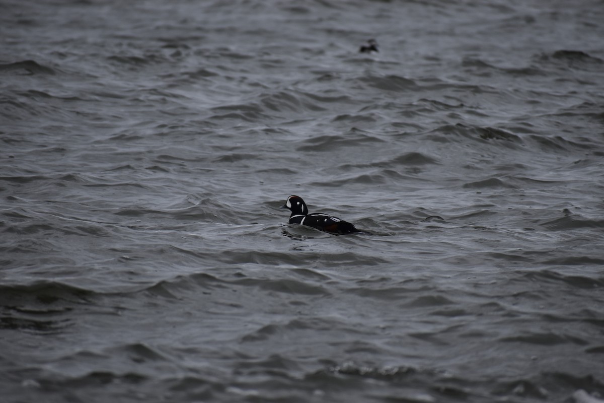 Ahate arlekina - ML646801051