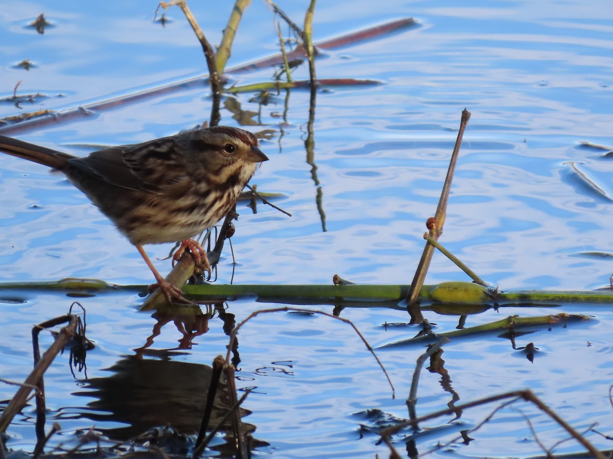 Singammer - ML646801052