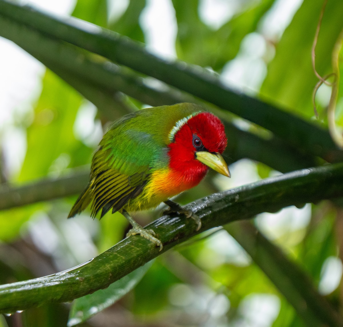 Red-headed Barbet - ML646801059